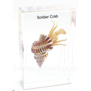 Soldier Crab embedded specimen